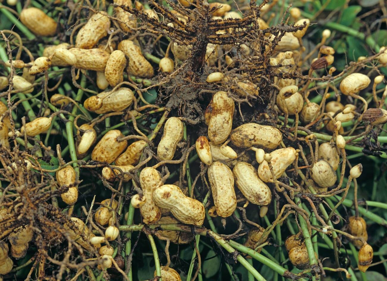 is-groundnut-good-for-paleo-diet-your-guide-to-a-healthy-and-balanced